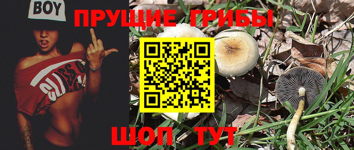 Галлюциногенные грибы Cubensis Калач-на-Дону